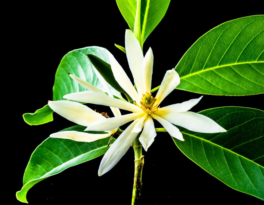 Михелия белая