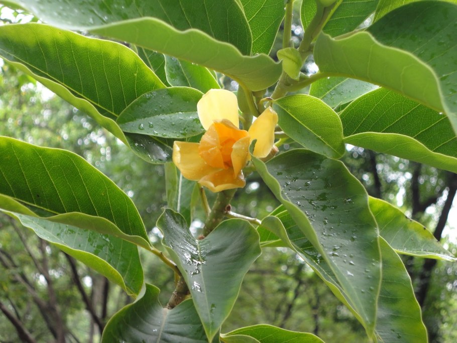Чампака дерево