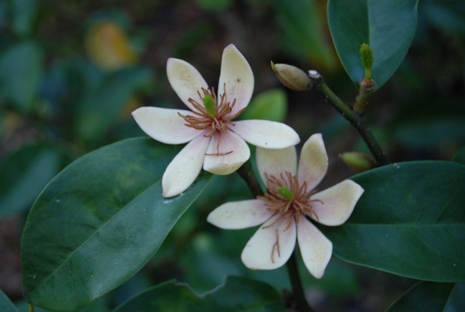 Михелия чампака