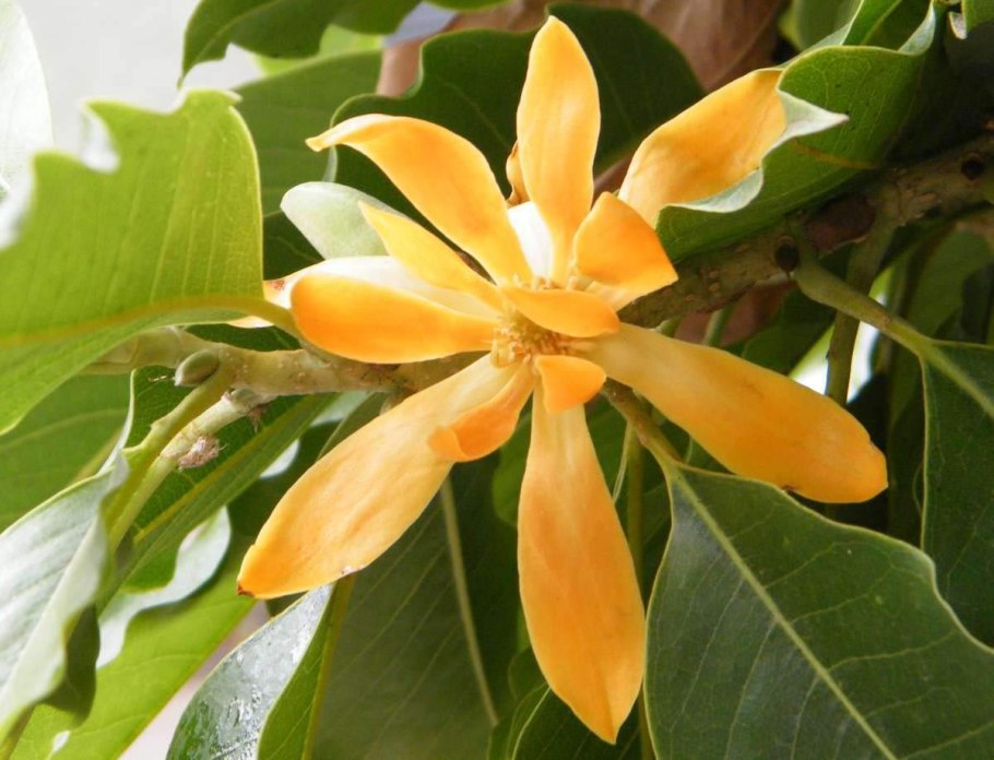 Михелия чампака Дварф