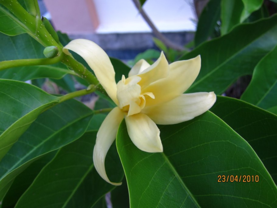 Михелия чампака