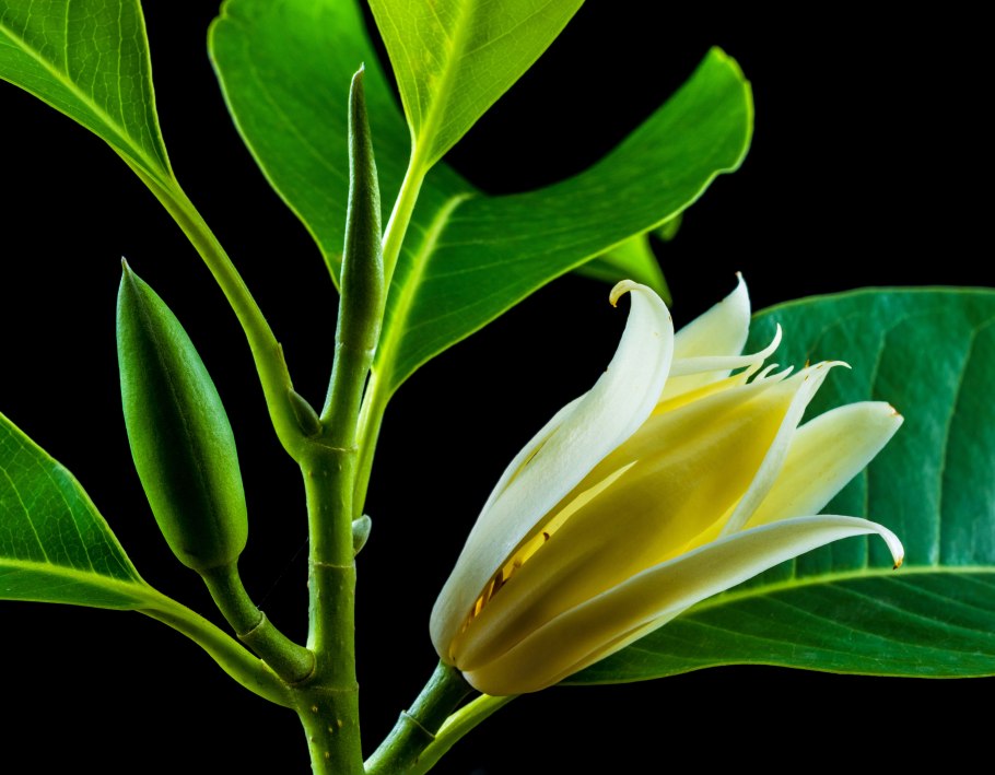 Michelia Champaca Dwarf