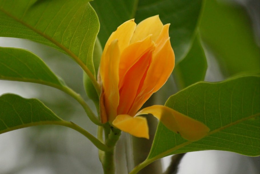 Магнолия чампака цветы