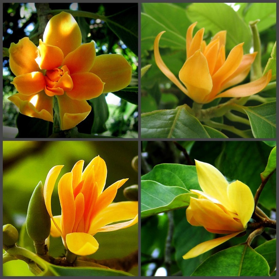 Цветок чампака фото