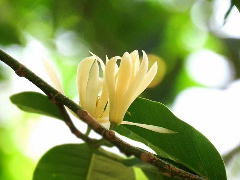 Чампака белая