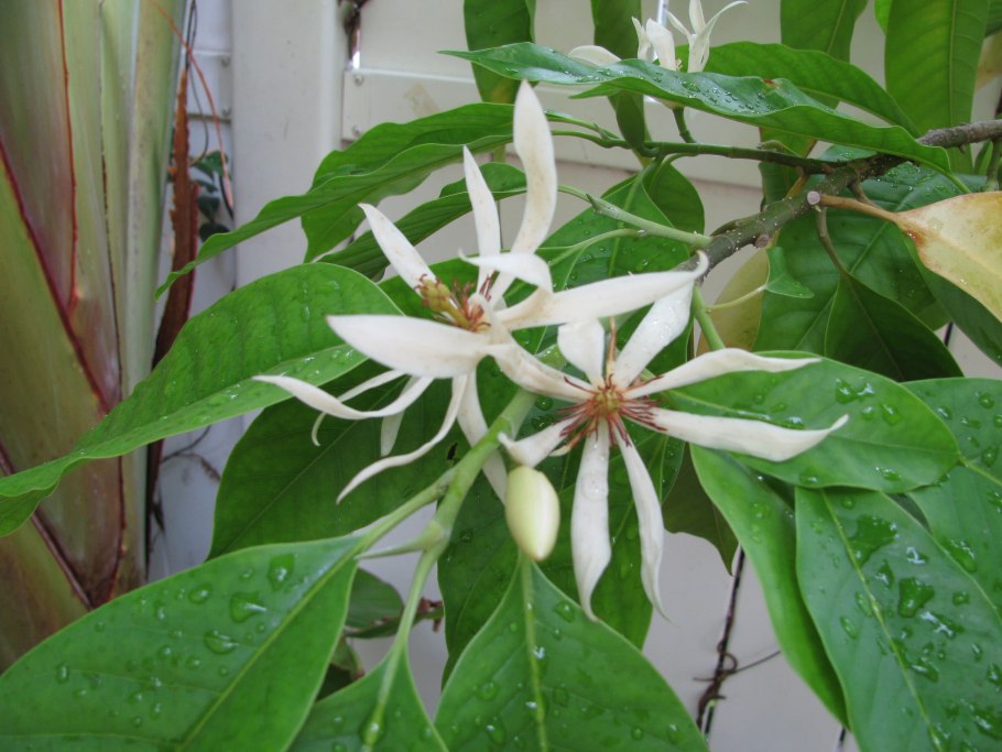 Чампака Париджата