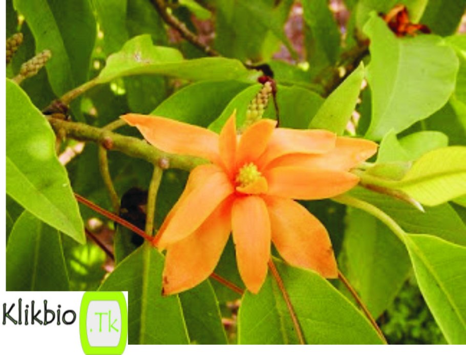 Микелия белая