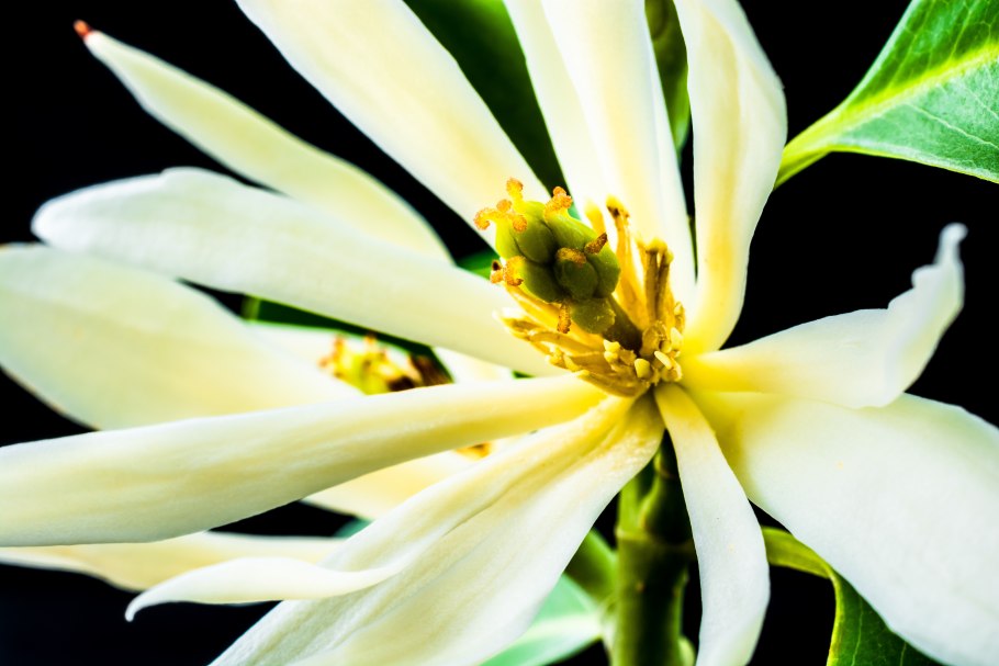 Михелия чампака масло