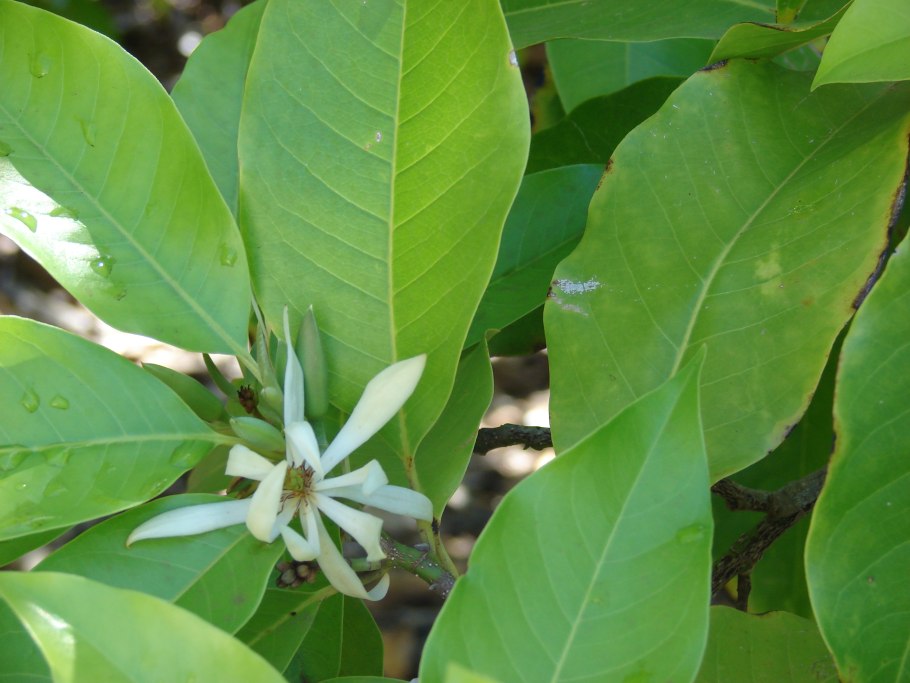 Michelia alba