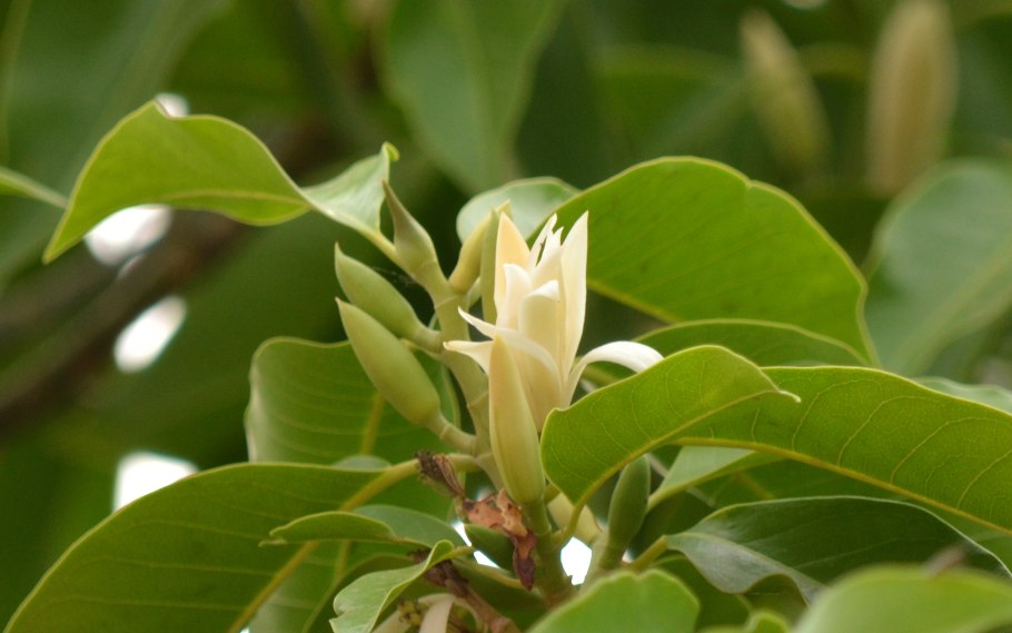 Магнолии во Вьетнаме