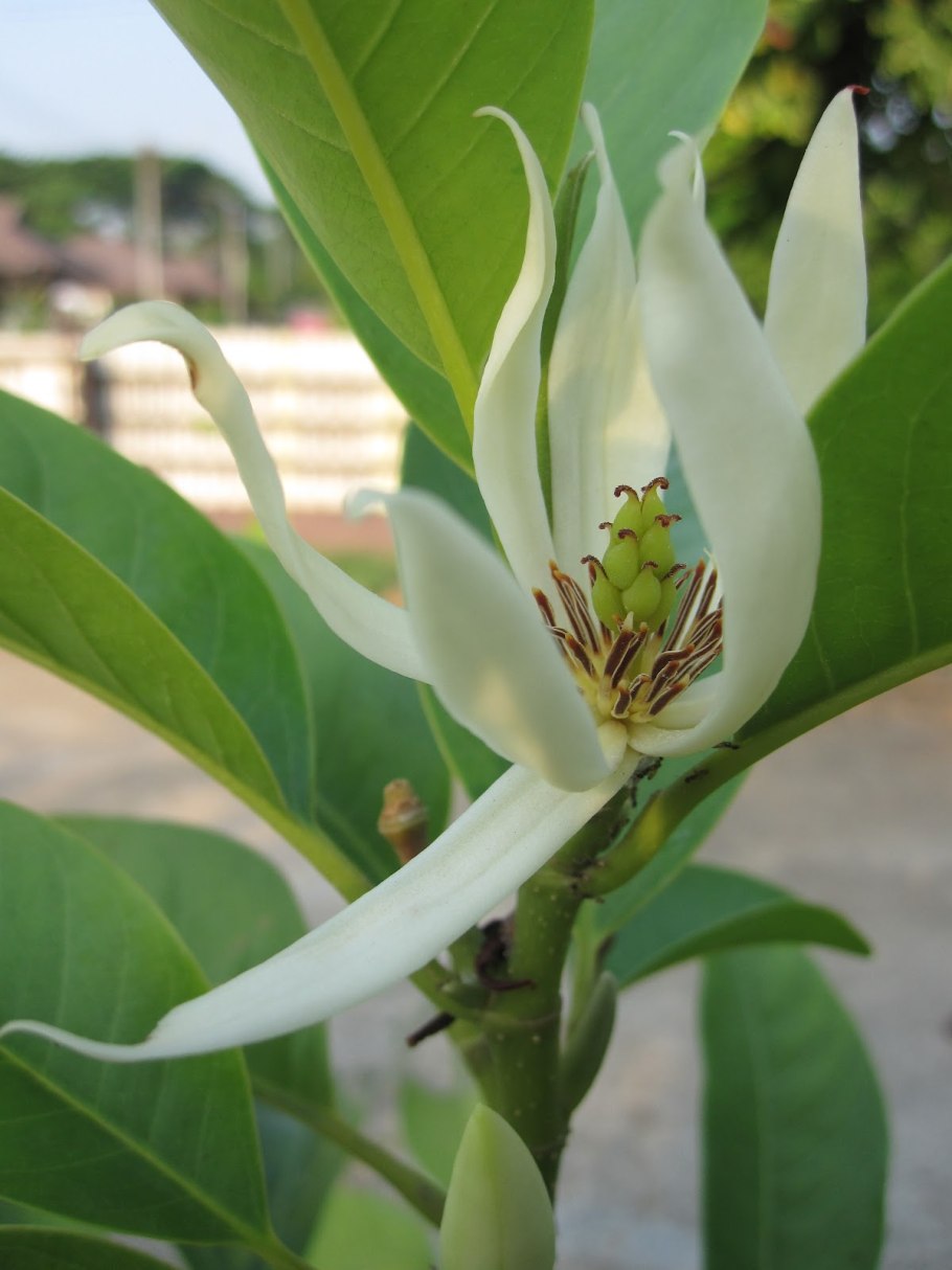 Михелия Альба