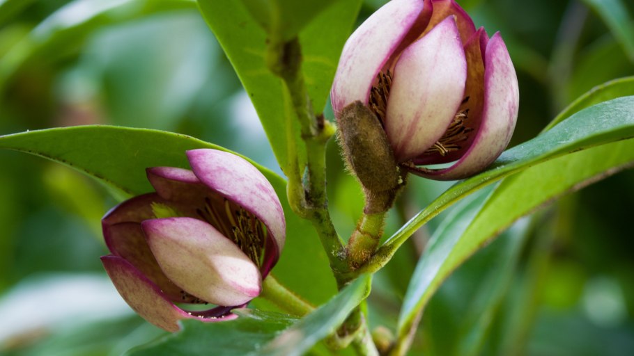 Михелия чампака