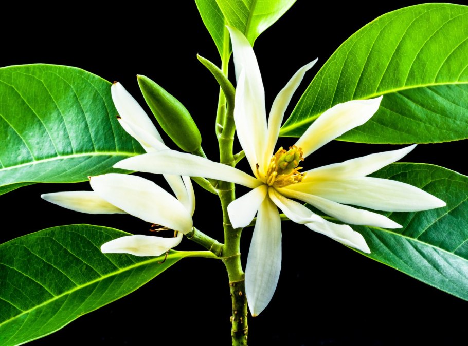 Magnolia champaca
