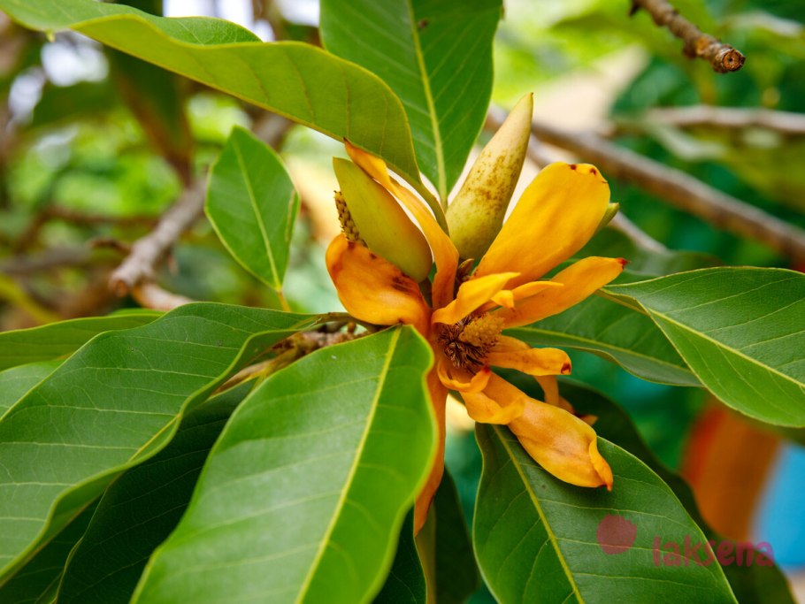 Михелия чампака