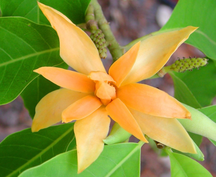 Цветы Франжипани Бали