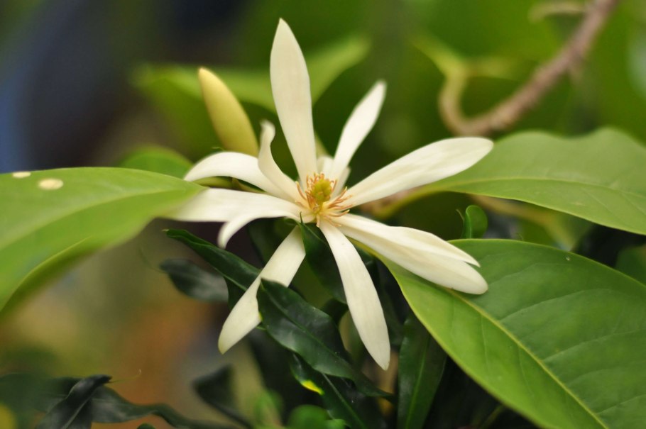 Магнолия буроватая