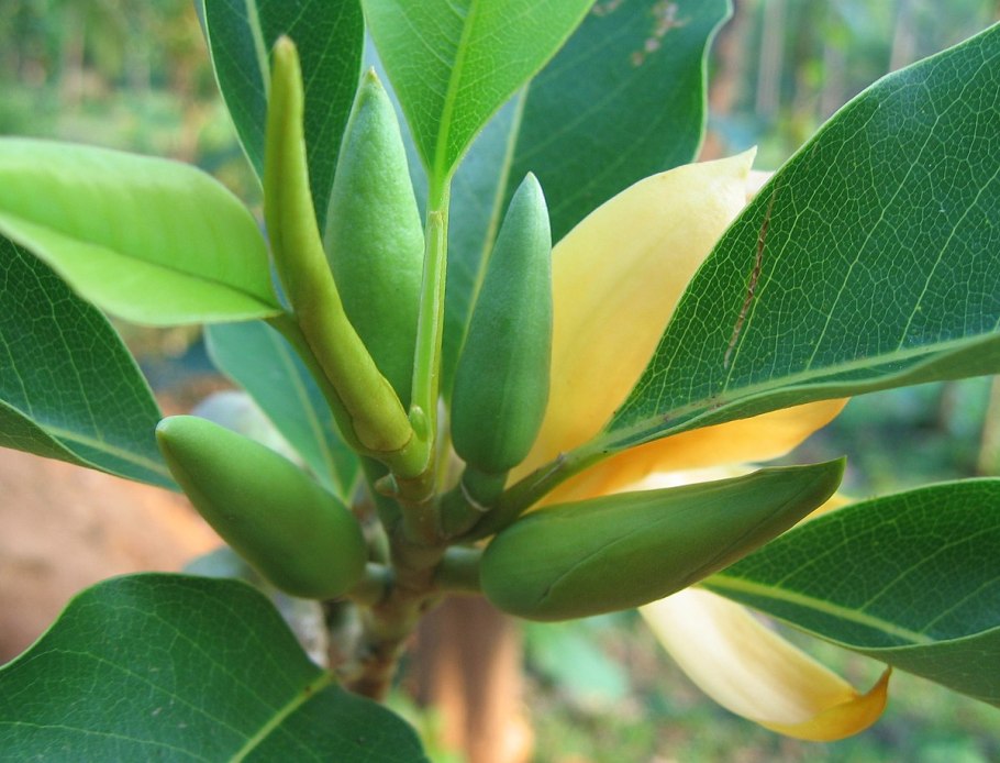 Magnolia champaca