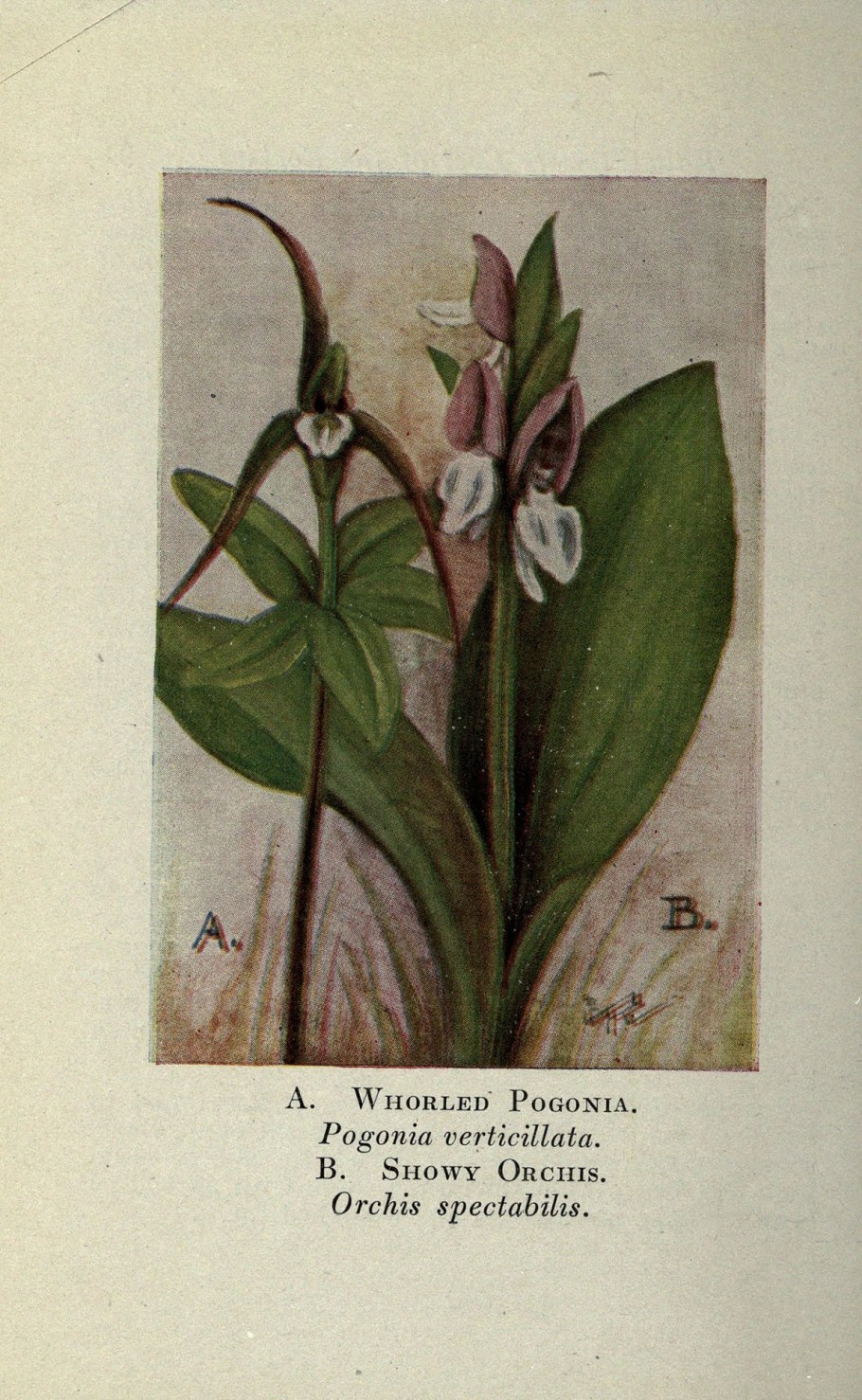 PV контроллер заряда ls1024rp