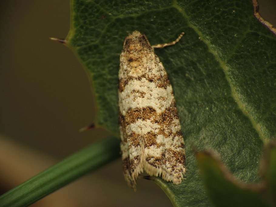 Люстра Freya Esme fr1005pl-05g