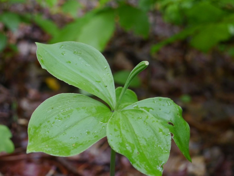 Бородатка pogoni ophioglossoides