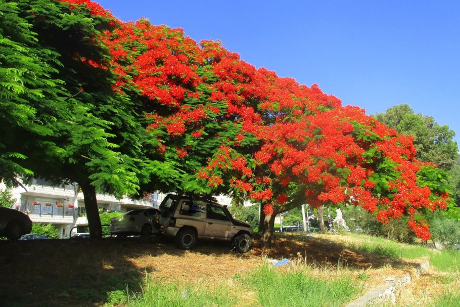 Delonix Regia бонсай