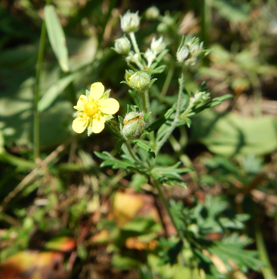 Лютик едкий медонос