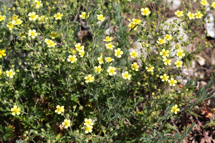 Потентилла Intermedia