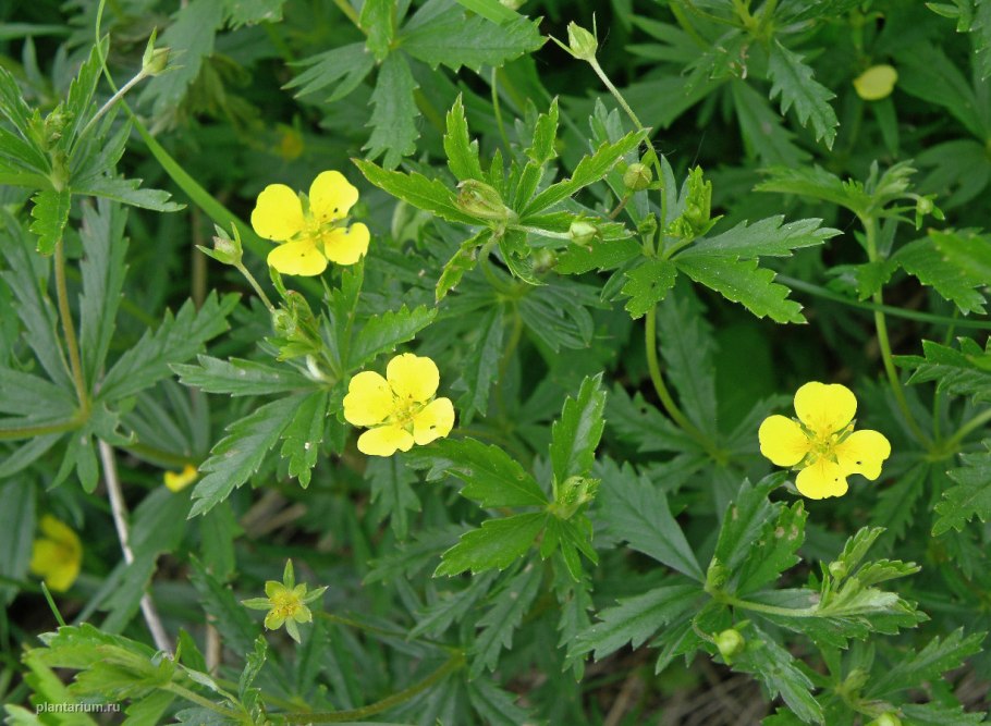 Лапчатка промежуточная Potentilla Intermedia l.