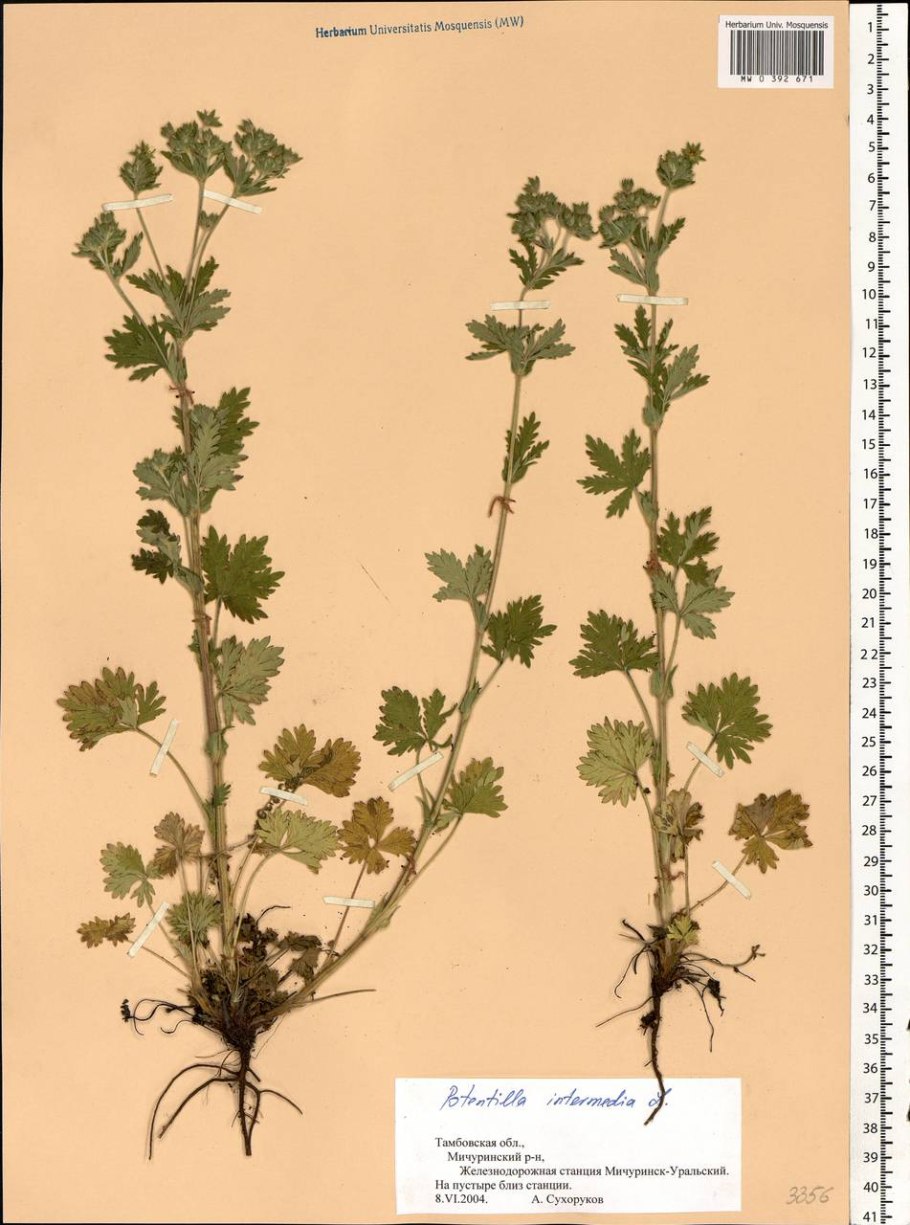 Лапчатка берингийская