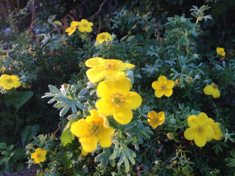 Лапчатка Даурская