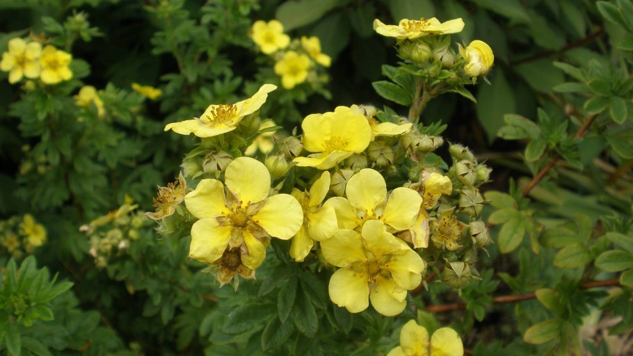 Лапчатка курильский чай