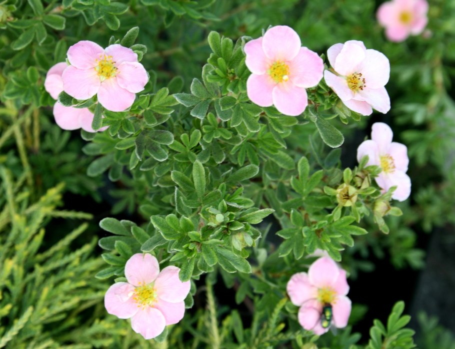 Лапчатка кустарниковая пинк бьюти