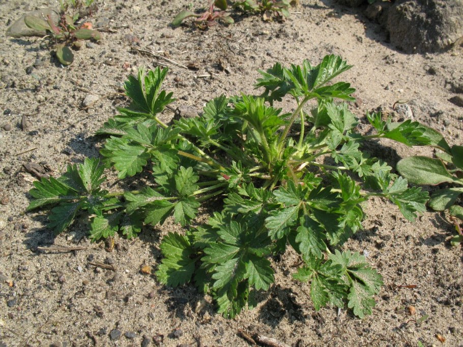 Лапчатка гибридная Эмили