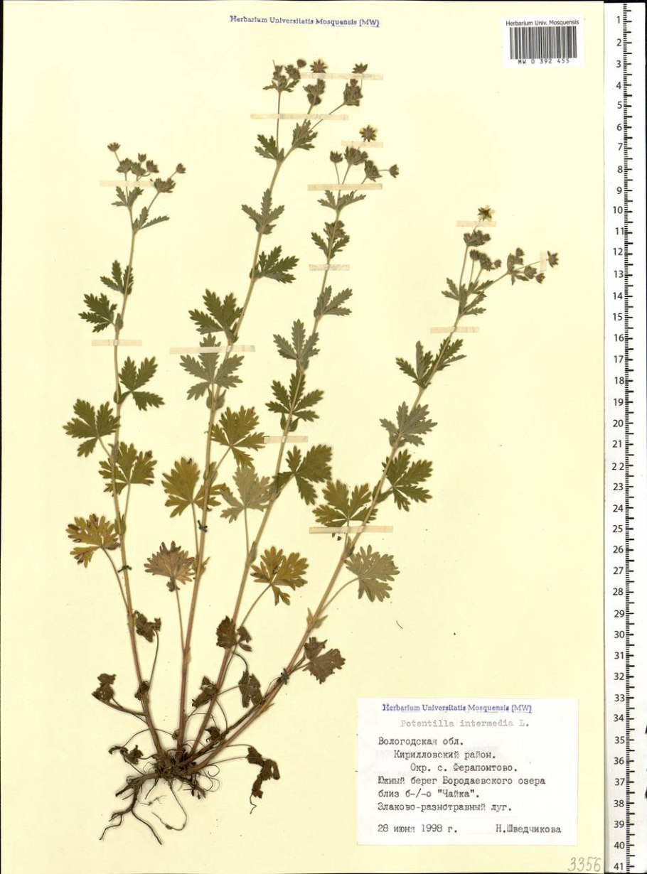 Лапчатка серебристая potentilla argentea
