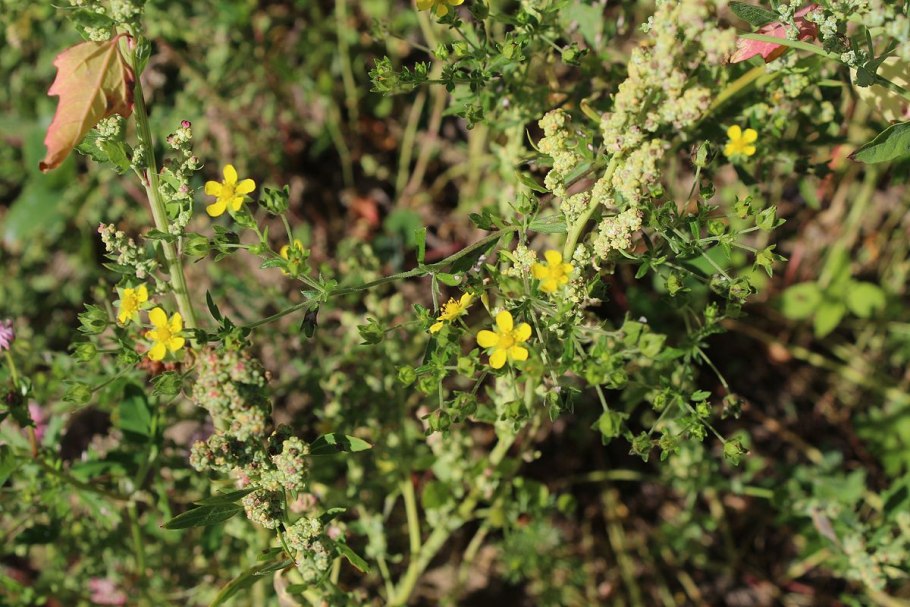 Гербарий Potentilla Intermedia