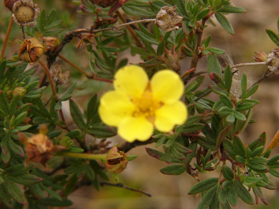 Лапчатка промежуточная