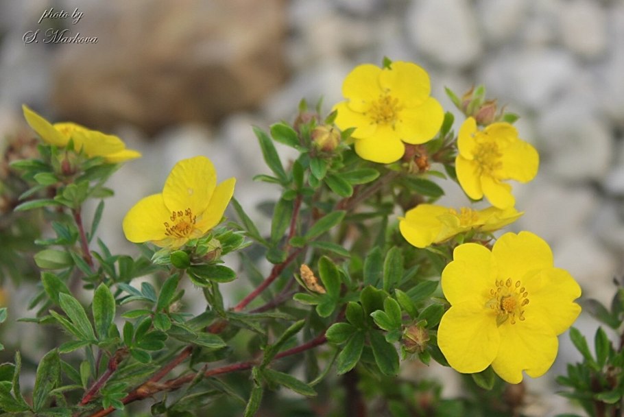 Лапчатка врангелевская