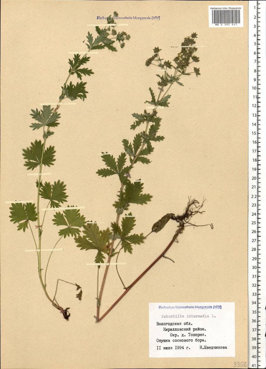 Лапчатка прямостоячая гербарий