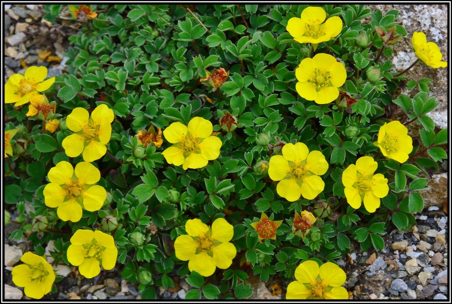 Лапчатка Goldteppich