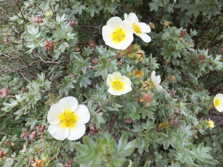 Кустарниковая лапчатка