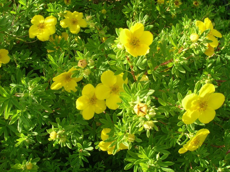 Лапчатка pentaphylloides fruticosa)