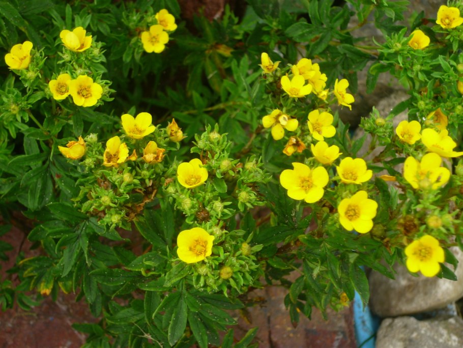 Лапчатка кустарниковая фридхем