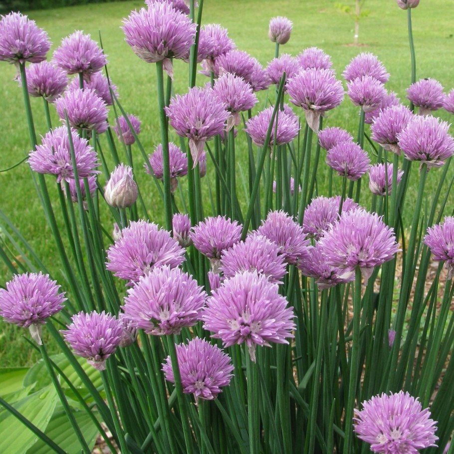 Лук склонённый