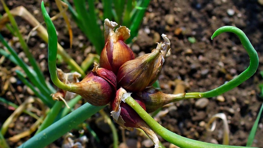 Многолетний лук шнитт слизун