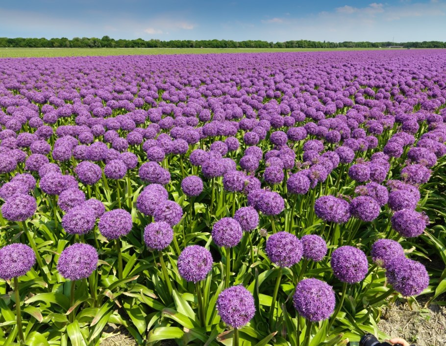 Лук афлатунский Анзур