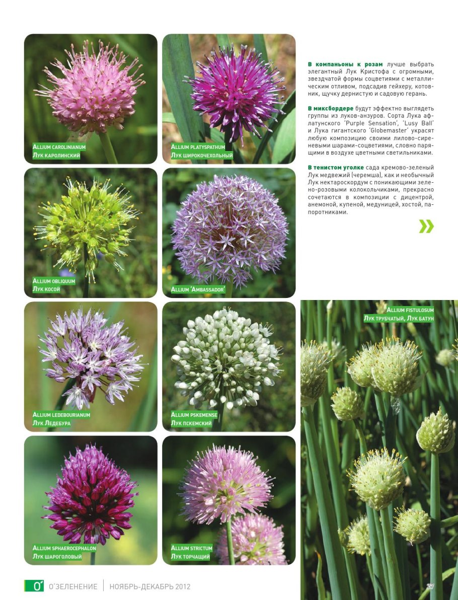 Лук широкочехольный