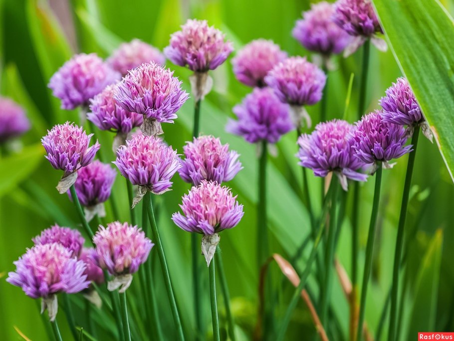 Лук круглый (Allium rotundum l.)