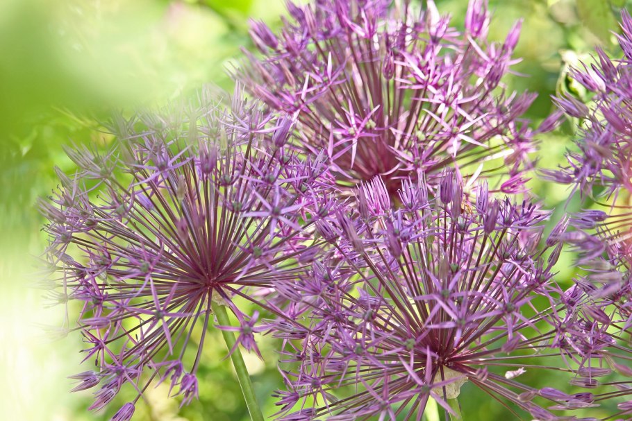 Лук Суворова Анзур многолетний