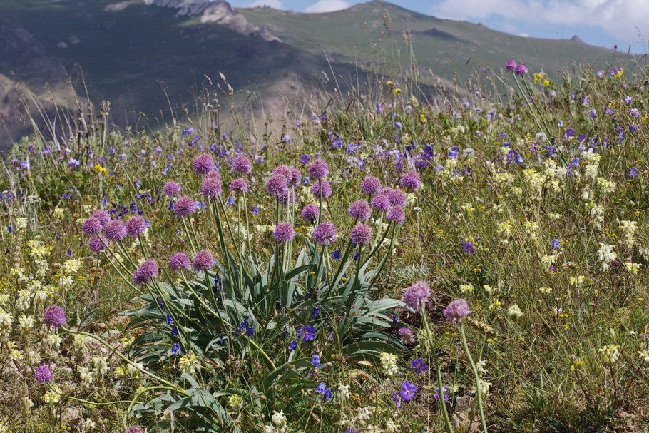 Лук пскемский Allium pskemense