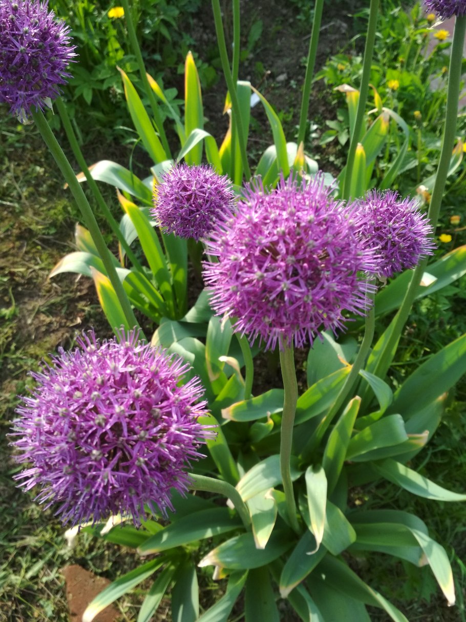 Лук горолюбивый